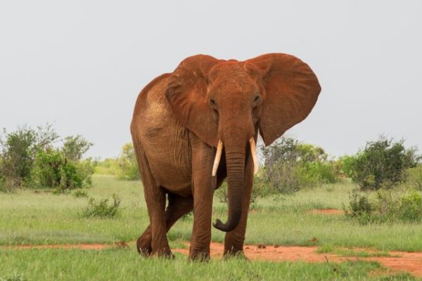 Kenya-Wildlife-Elephant-Red-Soiled