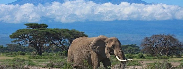 amboseli-national-park-kilimanjaro