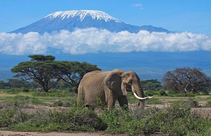 amboseli-national-park-kilimanjaro