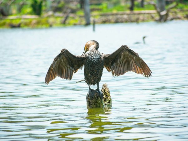 bird-comorant-lake-naivasha