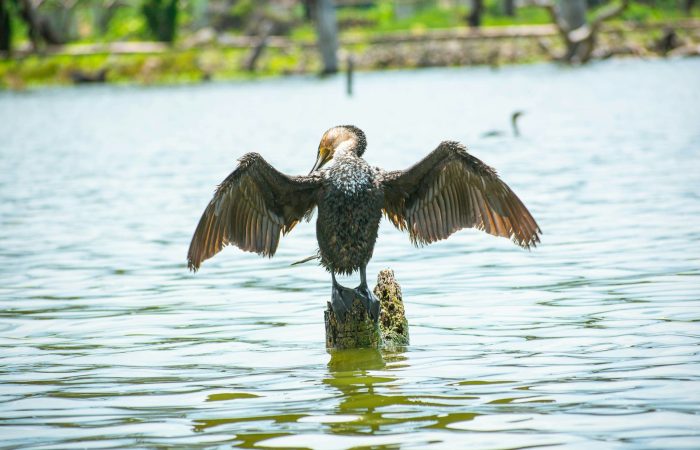 bird-comorant-lake-naivasha