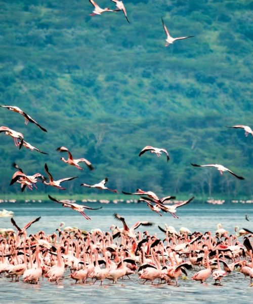 bird-watching-rift-valley-kenya-safari