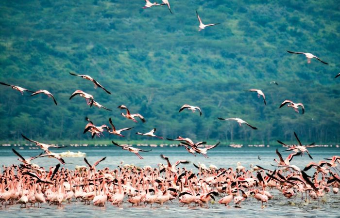 bird-watching-rift-valley-kenya-safari