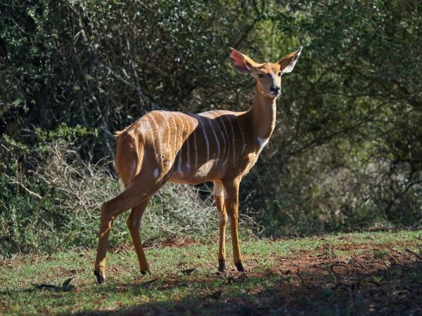 bongo-wildlife-kenya-antelope