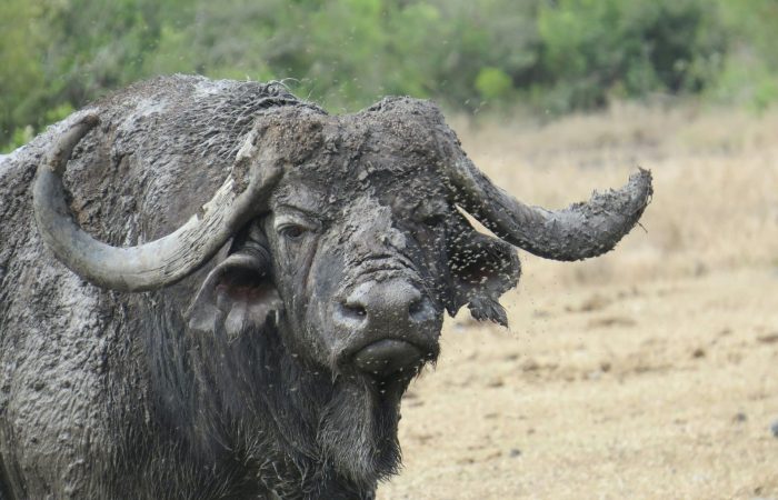 buffalo-mud-safari