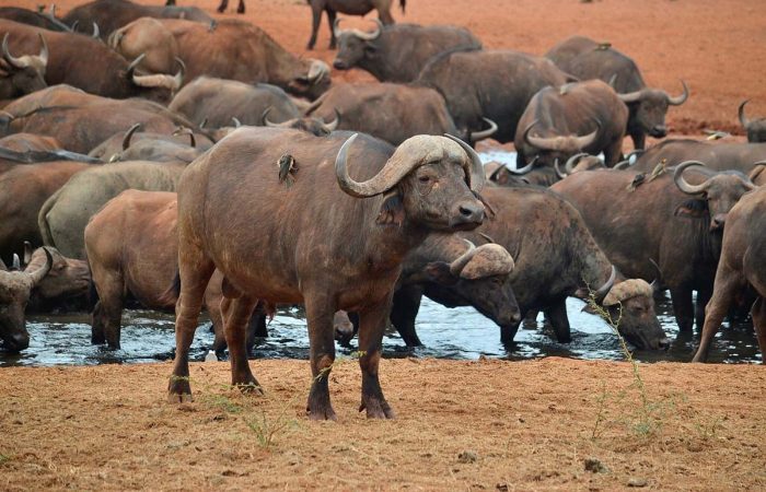 buffalo-tsavo-safari-kenya