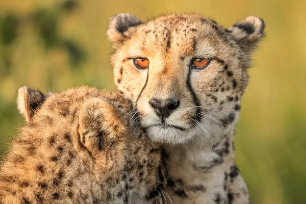 cheetah-couple-kenya-safari