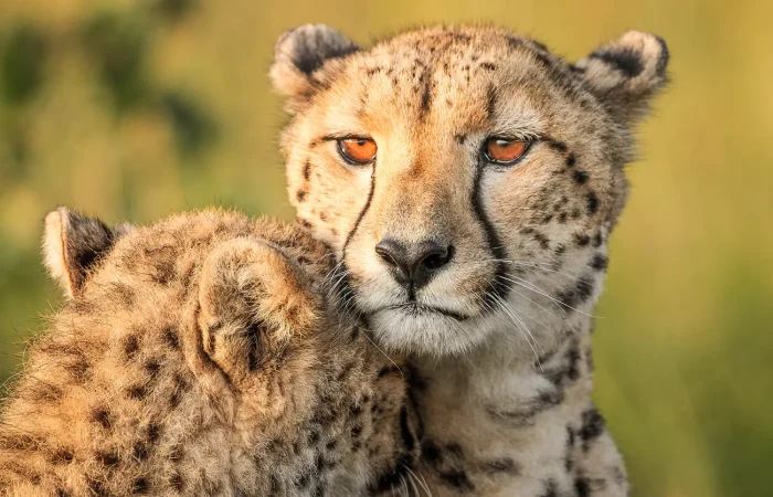 cheetah-couple-kenya-safari