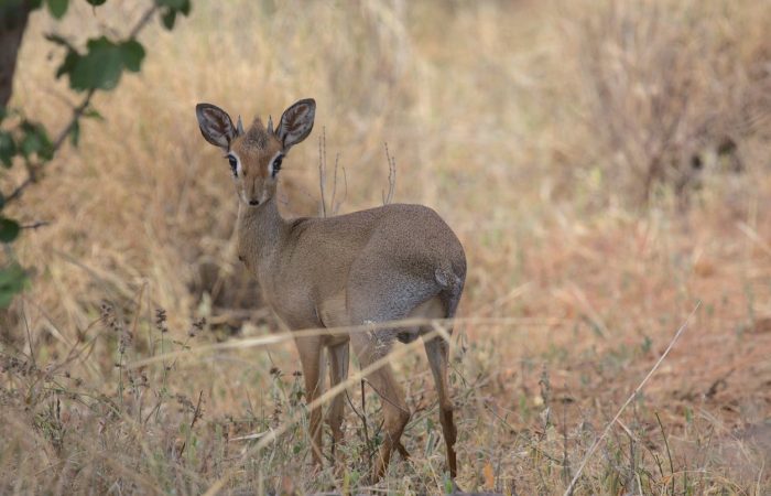 dik-dik-antelope-kenya-tour-safari