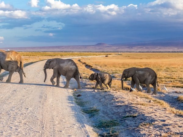 elephant-herd-amboseli