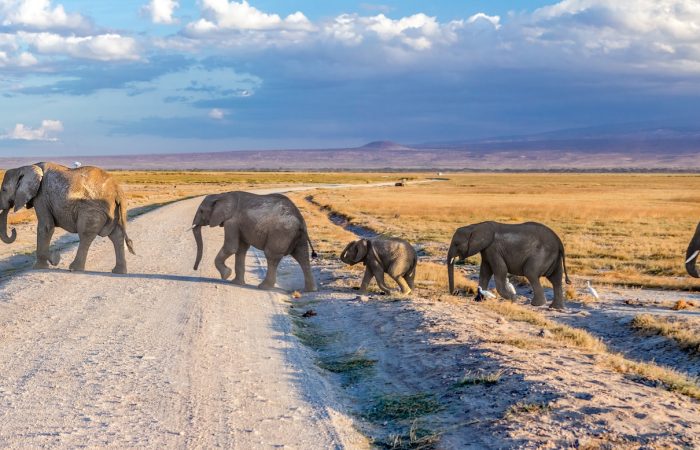 elephant-herd-amboseli