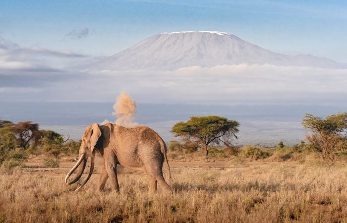 elephant-mt-kilimajaro-amboseli