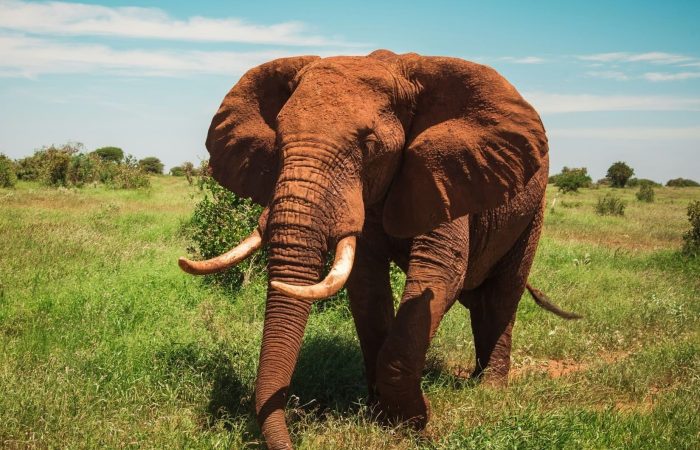 elephant-red-soiled-tsavo-kenya-wilderness