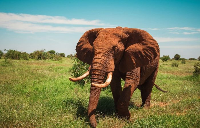 elephant-tsavo-safari