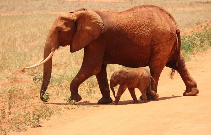 elephant-with-baby-tsavo-red-soiled-safari