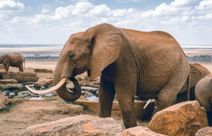 elephants-drinking-water-kenya