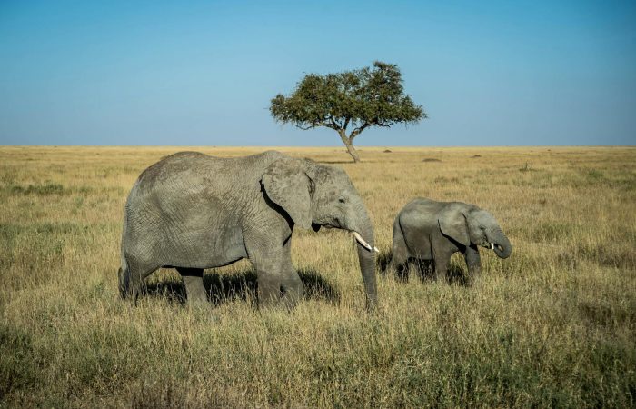 elephants-masai-mara