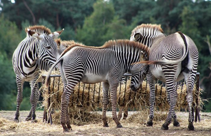 grevys-zebra-kenya-samburu