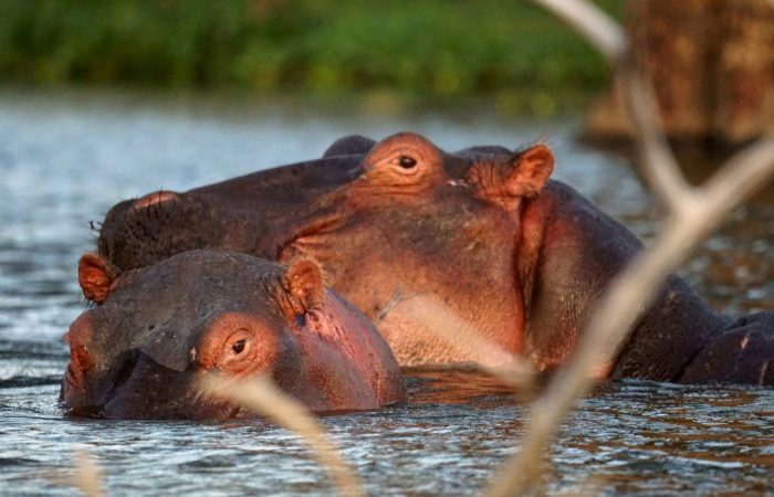 hippo-lake-naivasha