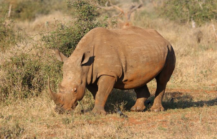 kenya-safari-rhino-tsavo