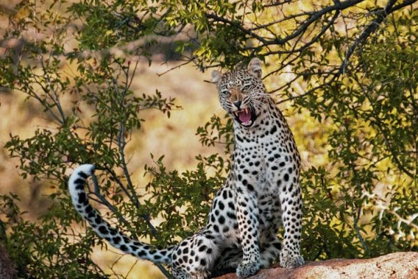 leopard-kenya-safari