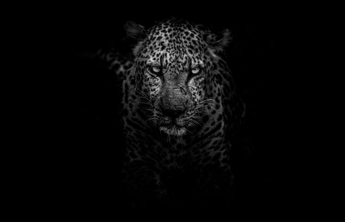 leopard-safari-kenya-dark