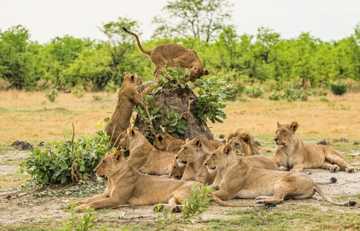 lion-pride-african-safari-kenya