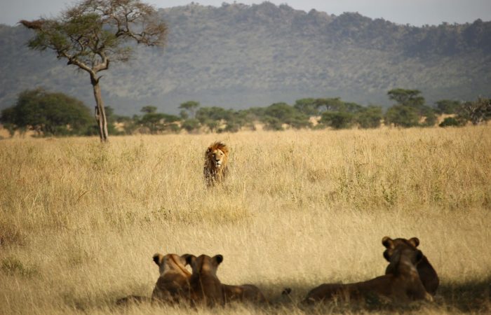 lions-kenya-safari-vacation