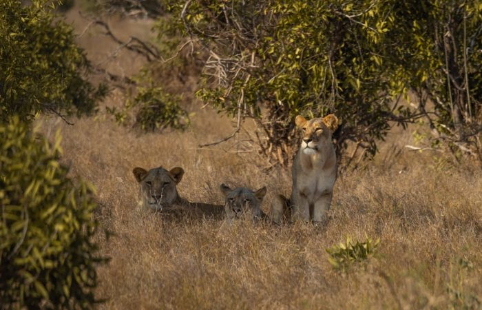 lions-tsavo-east-safari