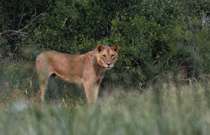 maneless-lions-tsavo-east