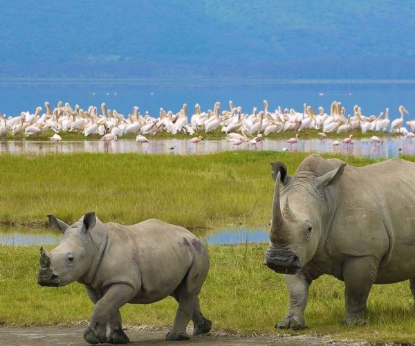 nakuru-national-park-rhino-birds