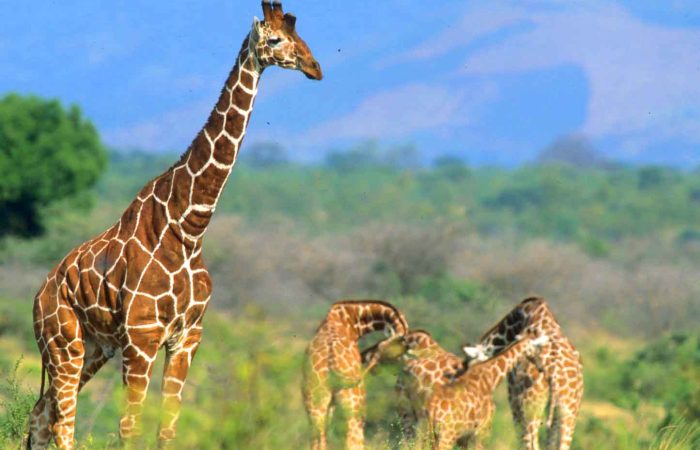 reticulated-giraffe-meru