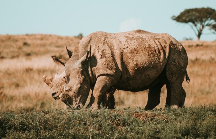 rhino-africa-safari