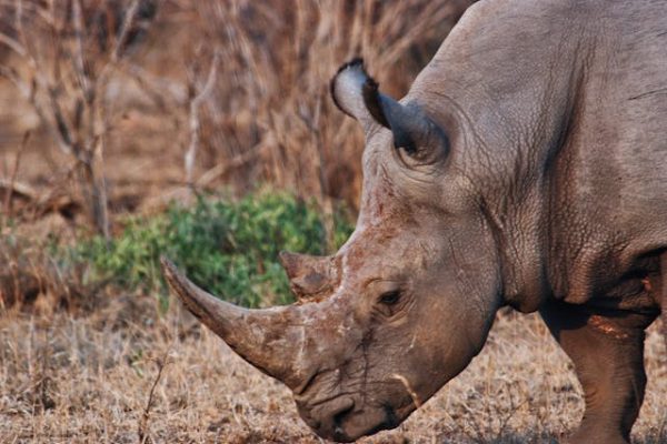 rhino-safari-kenya-tours