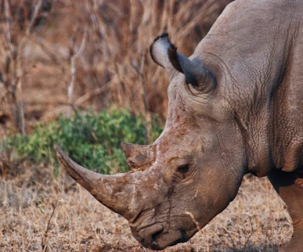 rhino-safari-kenya-tours