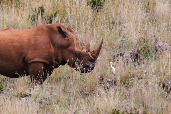 rhino-tsavo-safari