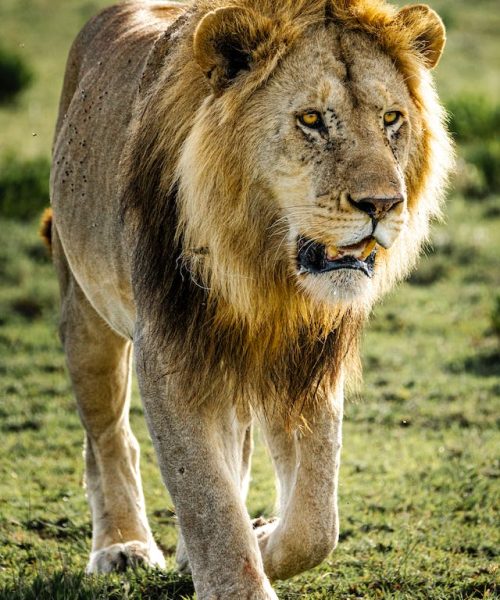 safari-kenya-tour-lion-male