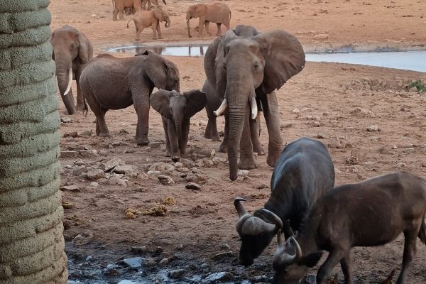 salt-lick-lodge-elephants