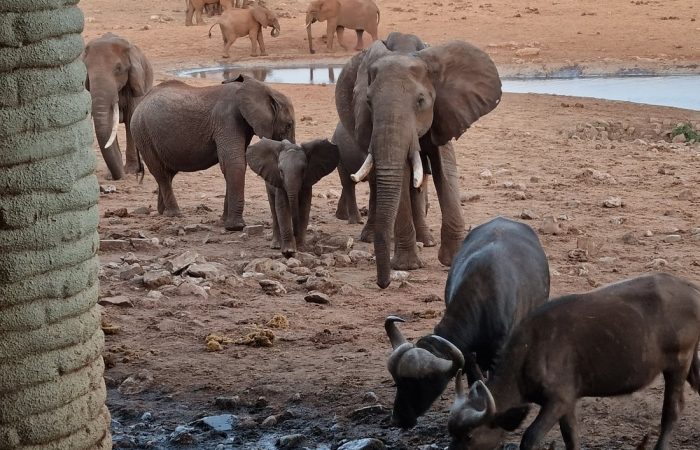 salt-lick-lodge-elephants