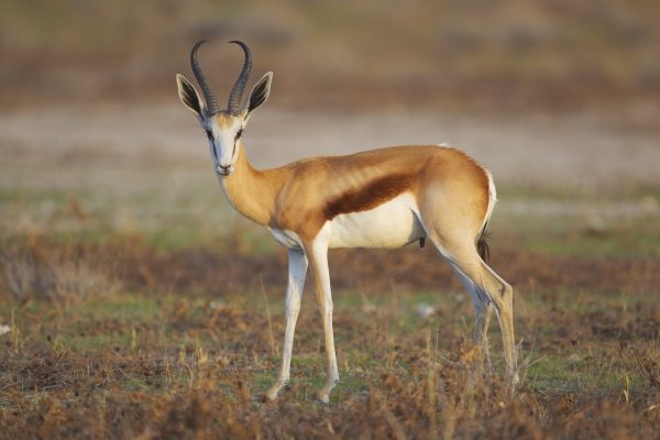 thomson-gazelle