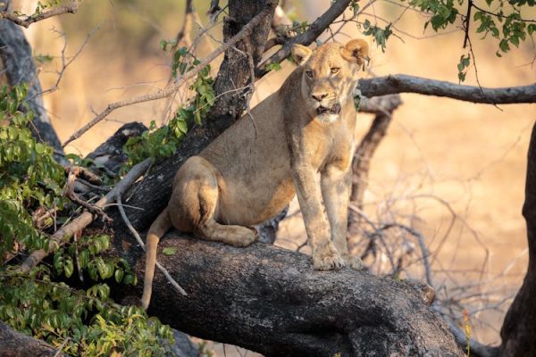 tree-climbing-lions