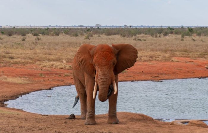 tsavo-elephant-waterhole