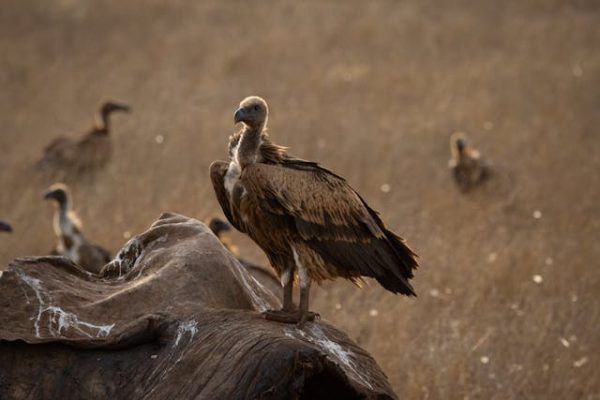 voltures-feasting-wildlife-kenya