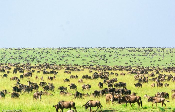 wildebeest-dotting-the-plains-of-mara