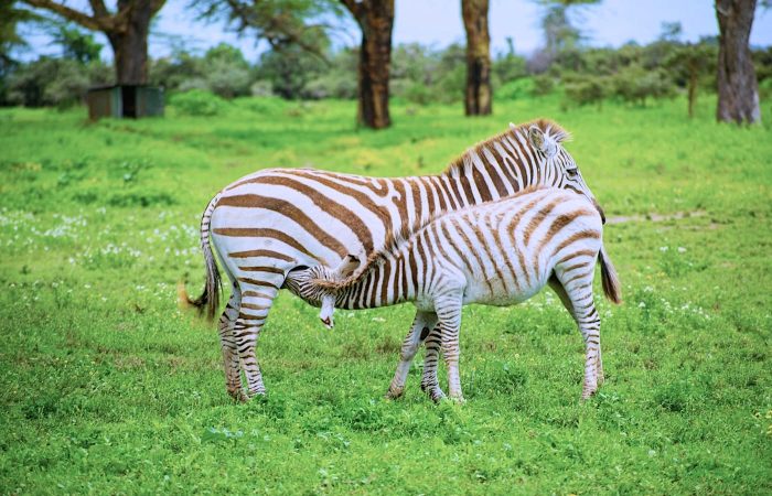 zebra-feeding-lake-naivasha