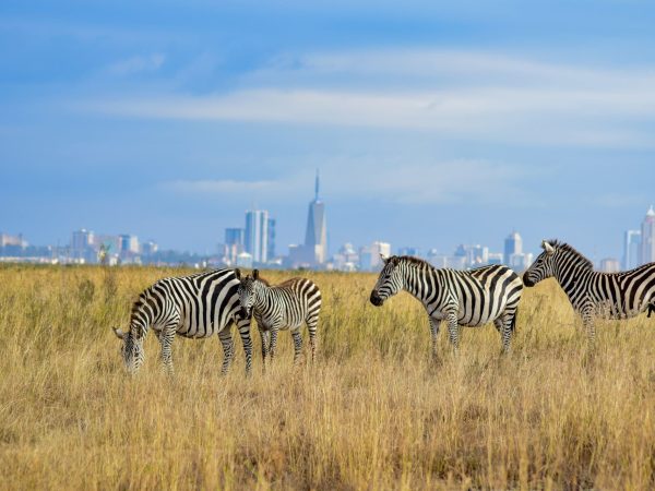 zebra-nairobi-national-park-tour