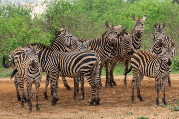 zebra-tsavo-safari-wildlife